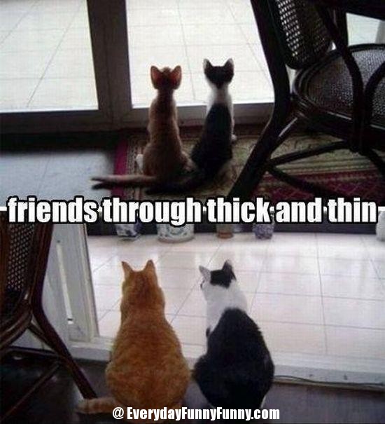 Fat Funny Quotes About Best Friends Forever. QuotesGram