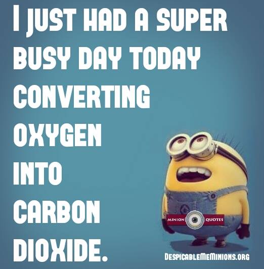 Busy Day Funny Quotes QuotesGram