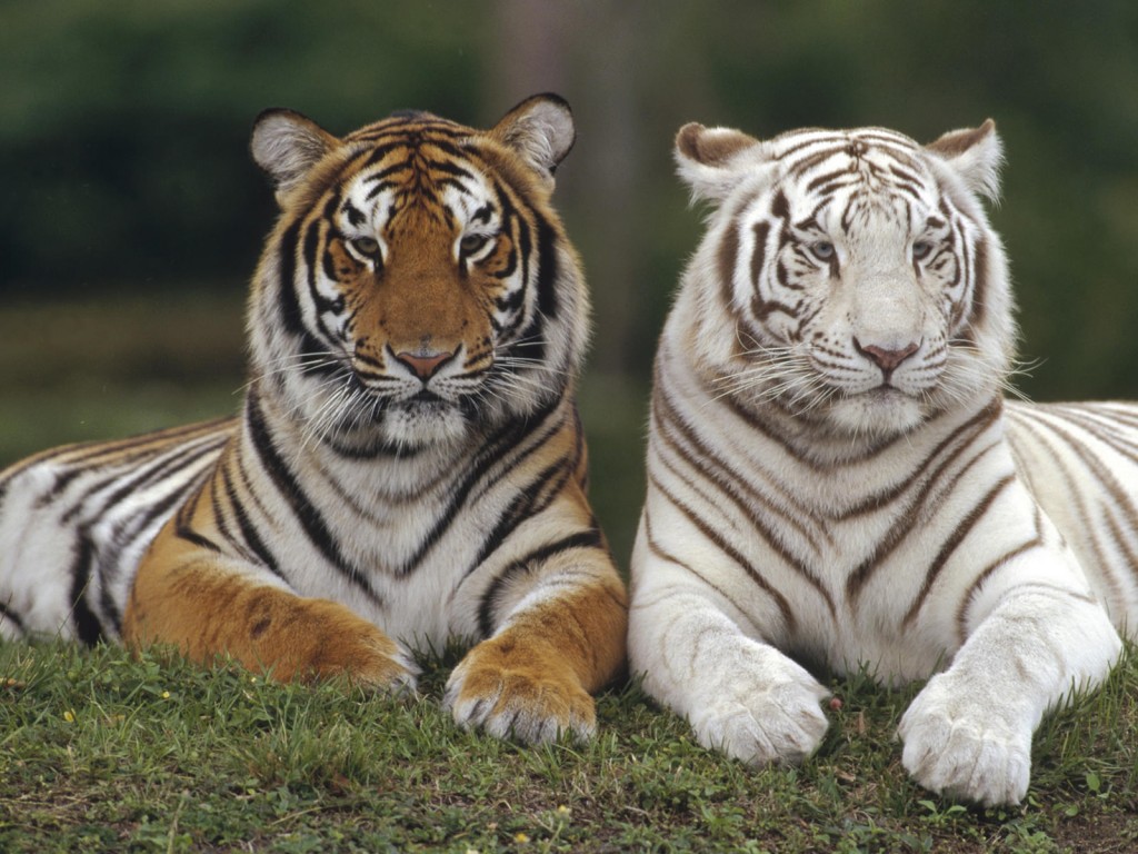 Bengal Tiger Quotes. QuotesGram