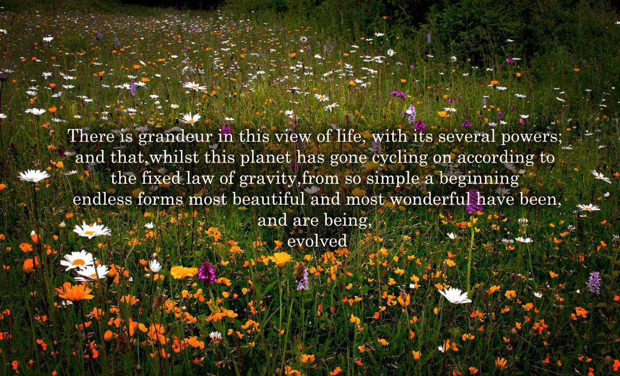 Natural Selection Charles Darwin Quotes. QuotesGram