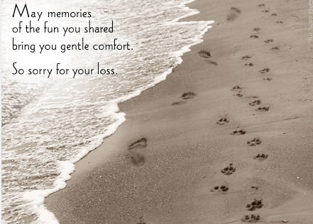 Sorry For Loss Quotes Sorry For Loss Quotes. Quotesgram