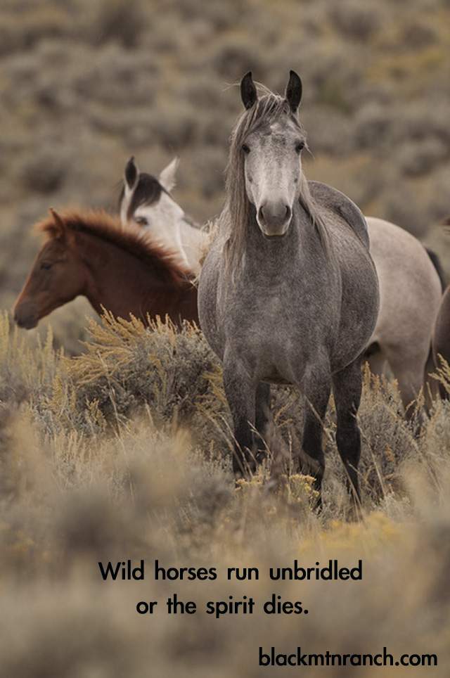 Horse Eye Quotes. QuotesGram