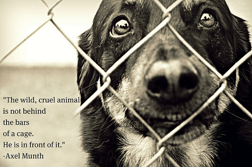 Stop Animal Abuse Quotes QuotesGram
