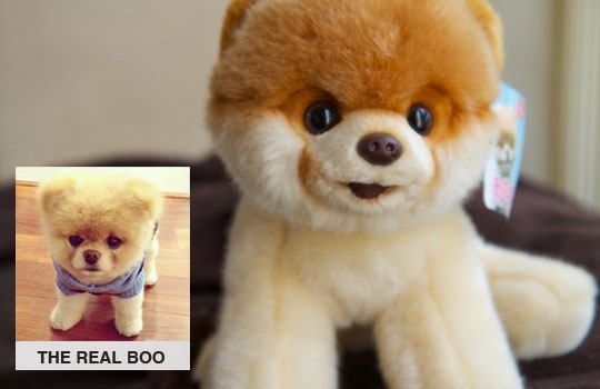 is boo a real dog