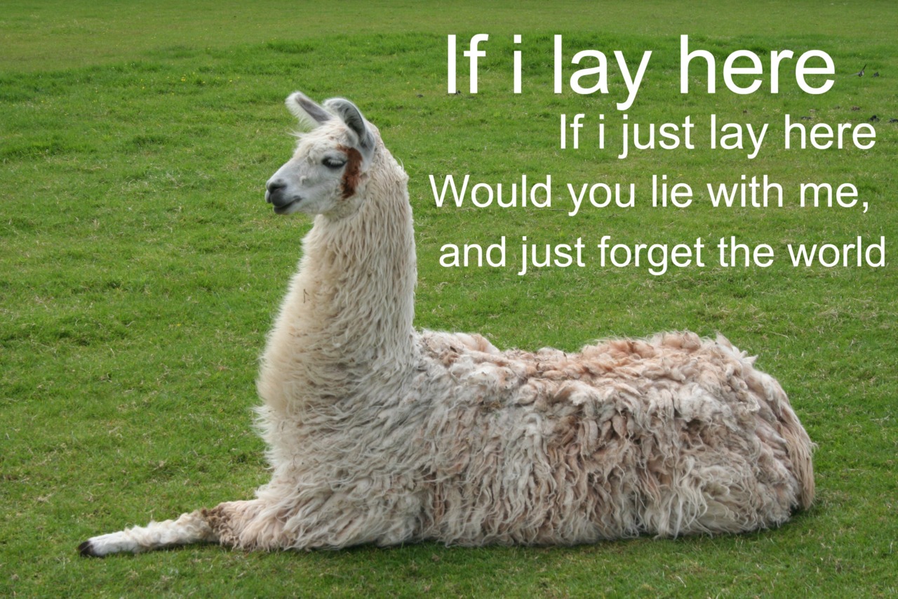 Funny Llama Quotes QuotesGram