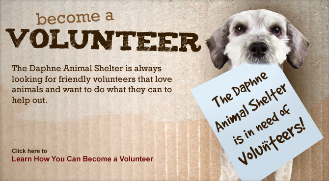 Volunteers help animals. Volunteering quotes. Volunteer animals. Анимал шелтер. Animal volunteering.