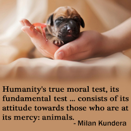 Animal Testing Quotes. QuotesGram