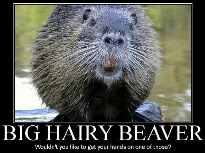 Funny Beaver Quotes Quotesgram 