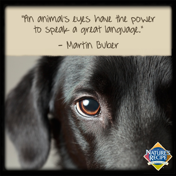 Eyes Dog Quotes. QuotesGram