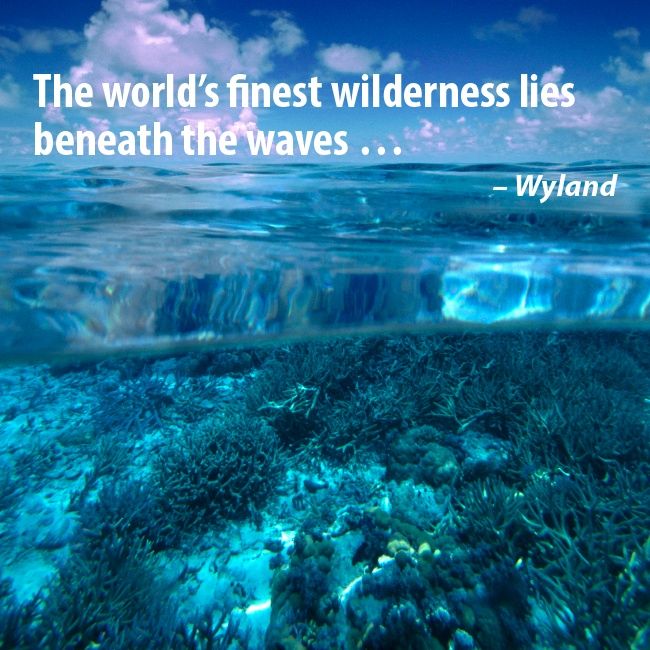 Underwater Quotes Inspirational. QuotesGram