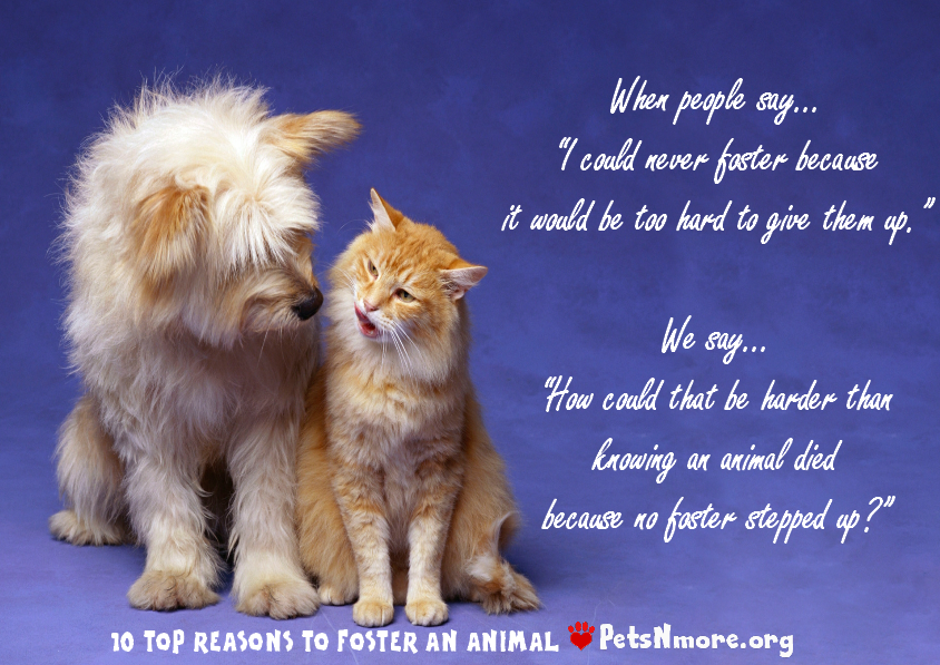 Foster Animal Quotes. QuotesGram