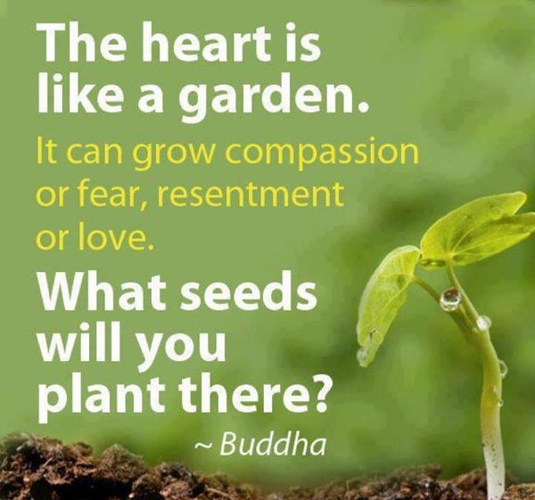 Buddha Marriage Quotes Quotesgram