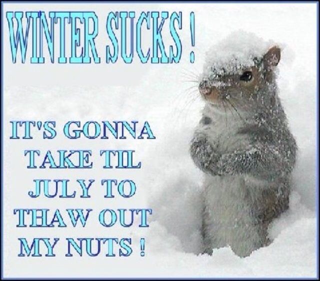 Spring Funny Animal Quotes QuotesGram