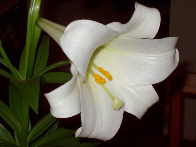 Easter Lily Quotes. QuotesGram