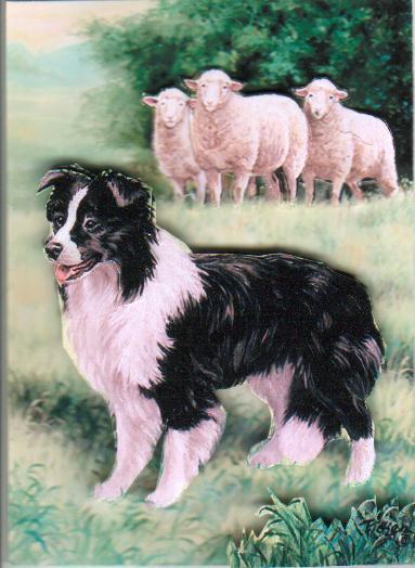 Sheep sheepdog wolves essay