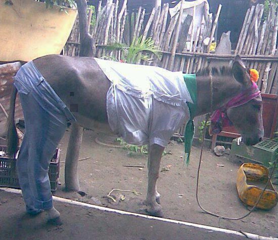 Funny Mule Quotes. QuotesGram