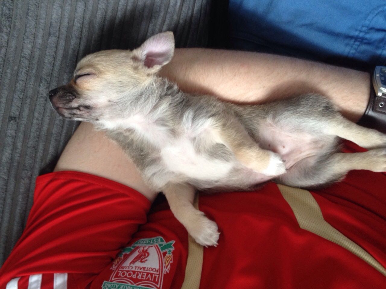 chihuahua puppy for sale $150