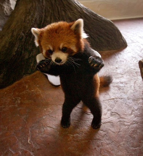 Best Quotes For Red Pandas Quotesgram Best Quotes For Red Pandas Quotesgram
