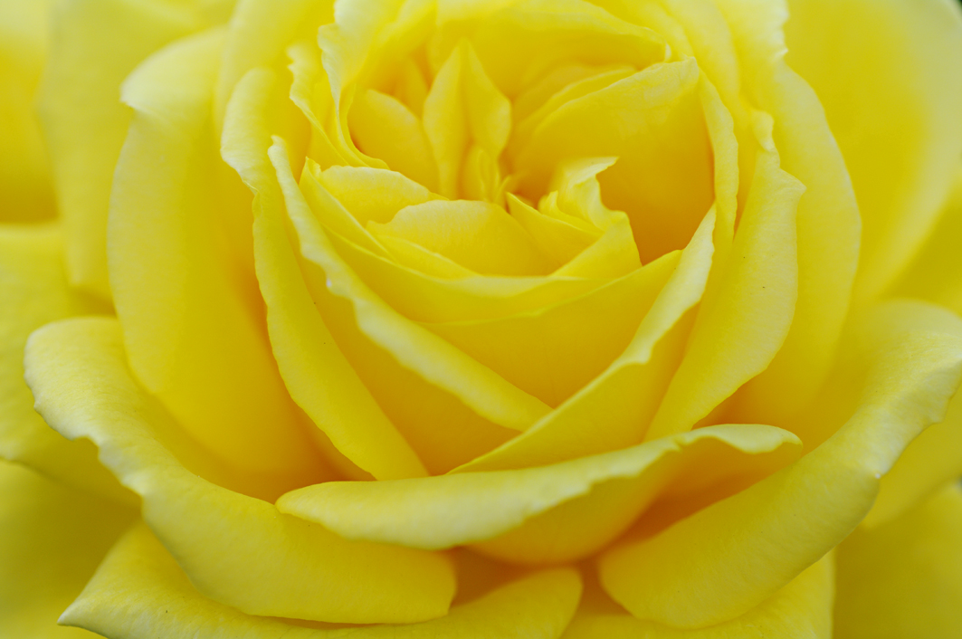 Quotes About Yellow Roses. QuotesGram