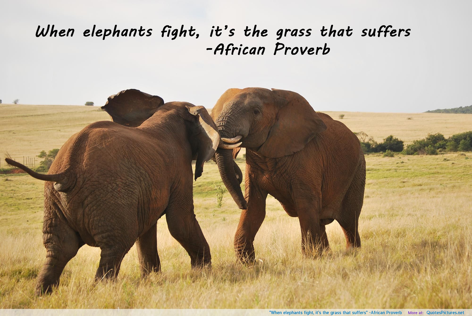 Famous Quotes About Elephants
