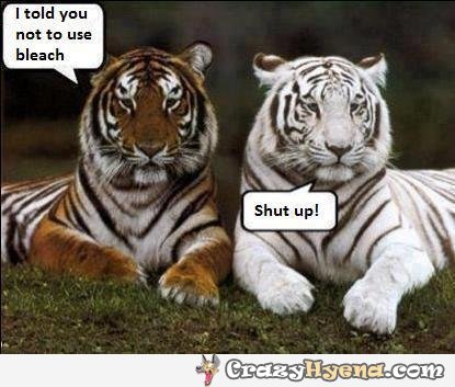 Funny Tiger Pictures With Quotes. QuotesGram