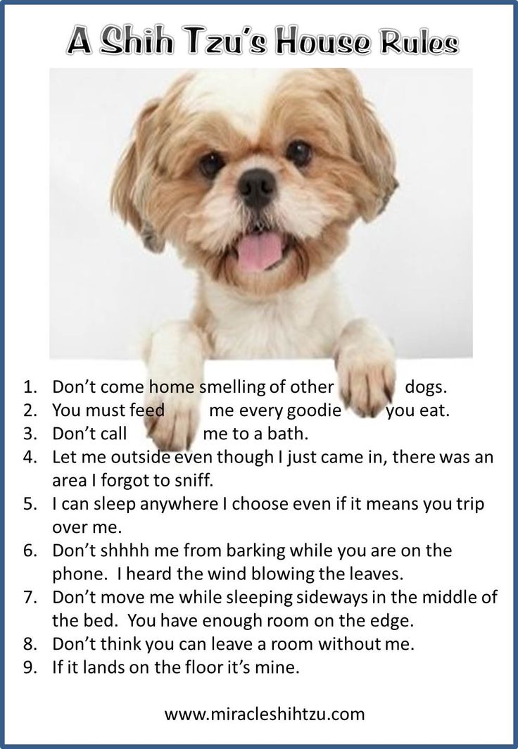Cute Dog Grooming Quotes QuotesGram