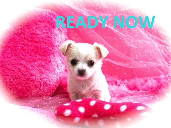Chiwawa Dog Tv Show Chiwawa Dog Tv Show