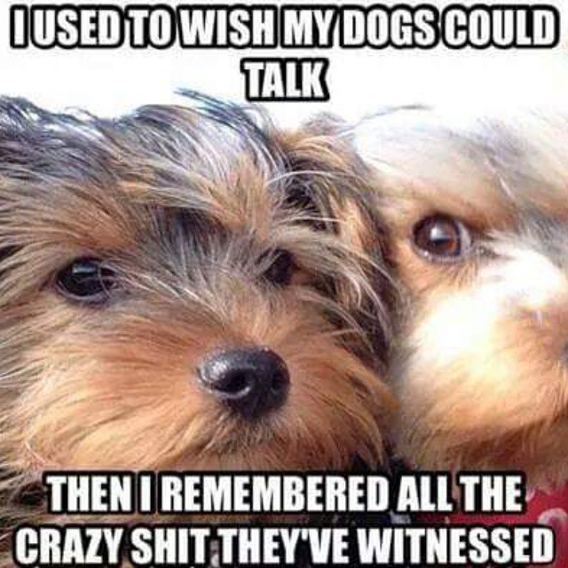If Dogs Could Talk Quotes. QuotesGram