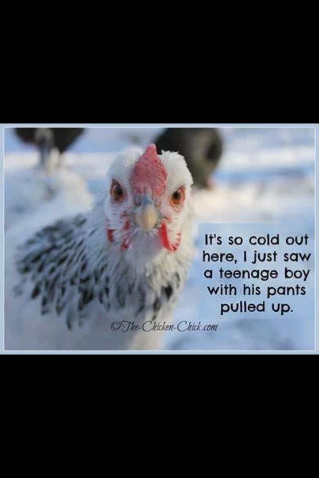 Cold Weather Funny Quotes. QuotesGram