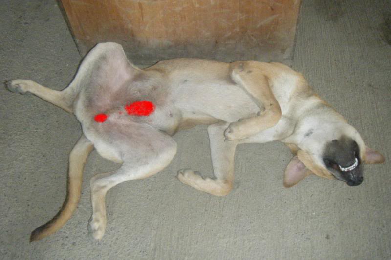 Sleeping Dog Funny Quotes. QuotesGram Sleeping Dog Funny Quotes. QuotesGram