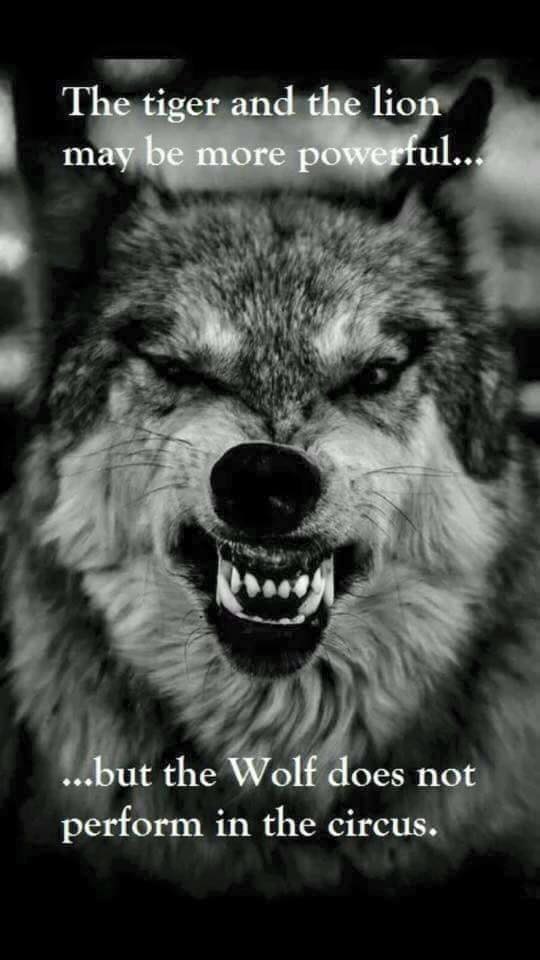 Strong Wolf Quotes. QuotesGram