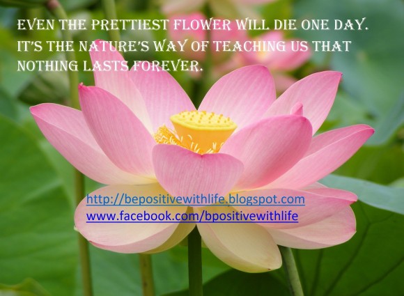 Inspirational Quotes About Flowers. QuotesGram