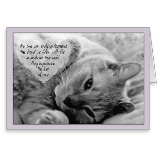 Cat Death Quotes Quotesgram
