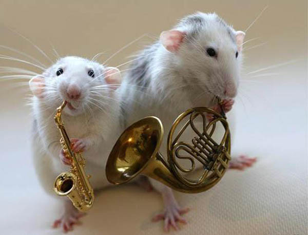 Funny Animal Quotes About Band. QuotesGram