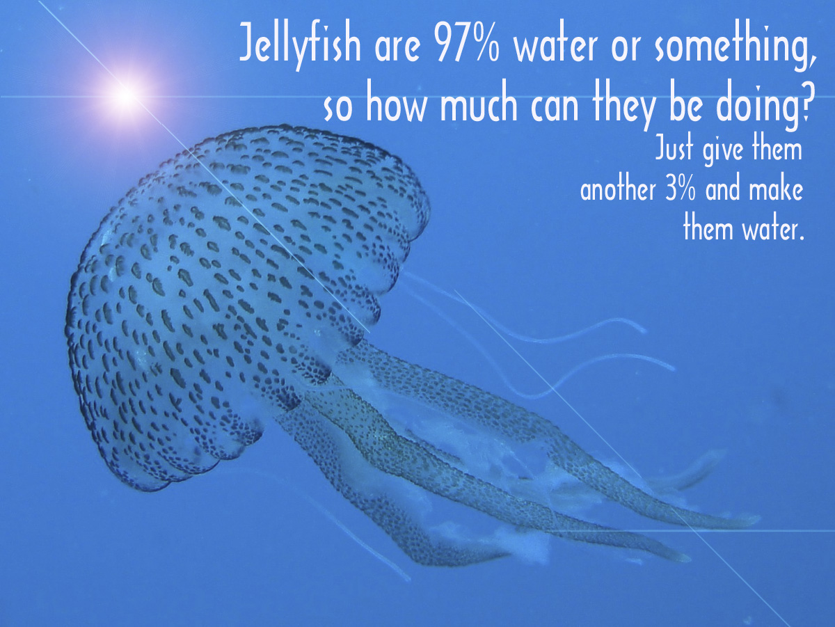 Jelly Fish Quotes. QuotesGram