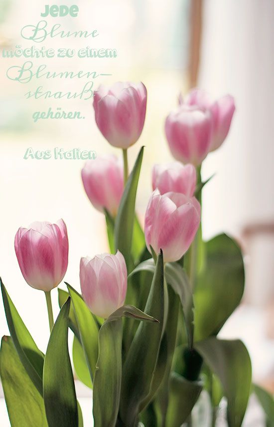 Quotes About Tulips. QuotesGram