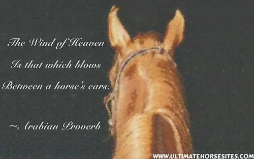 Cool Horse Quotes. QuotesGram