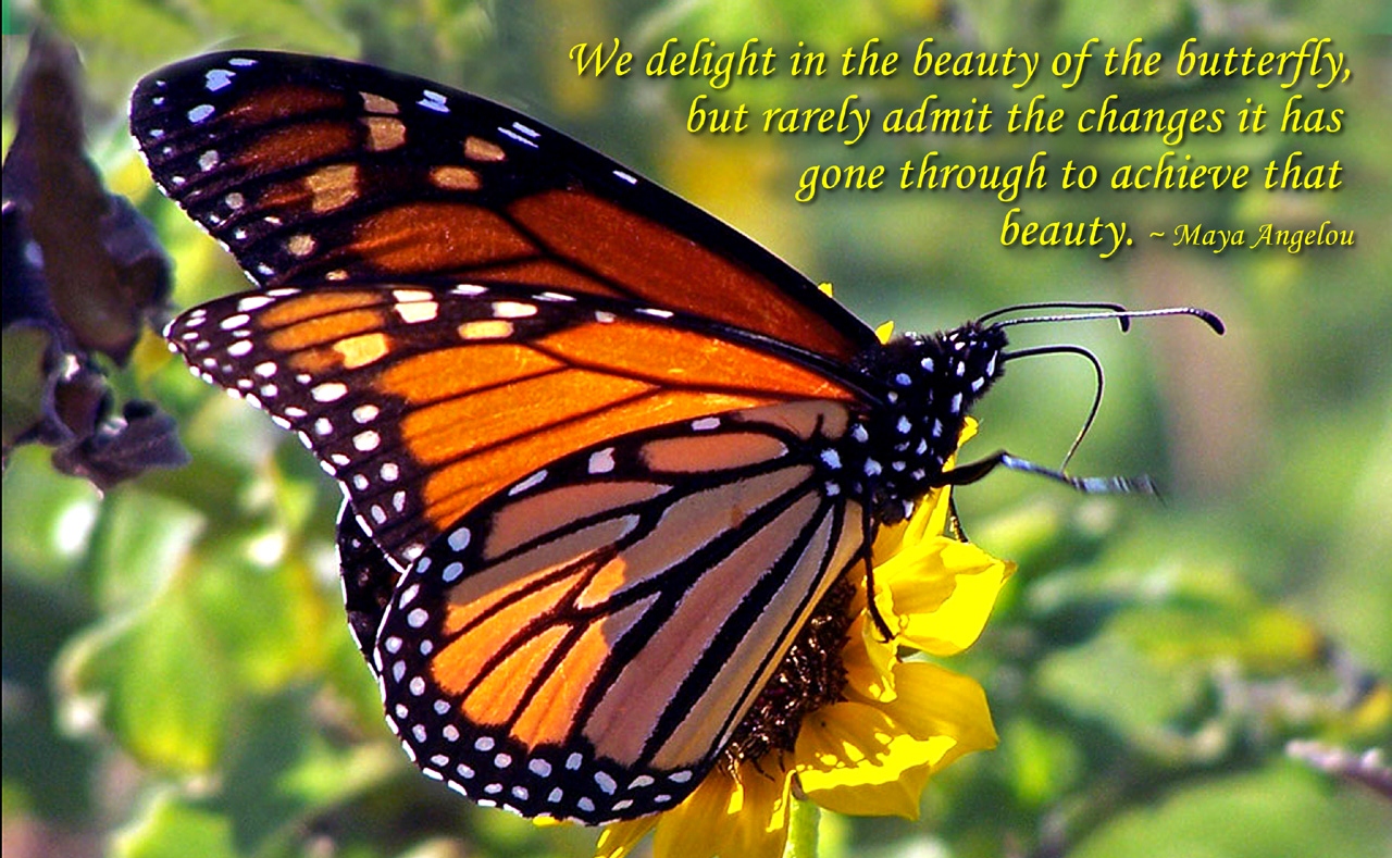  Butterfly  Quotes  Funny  QuotesGram