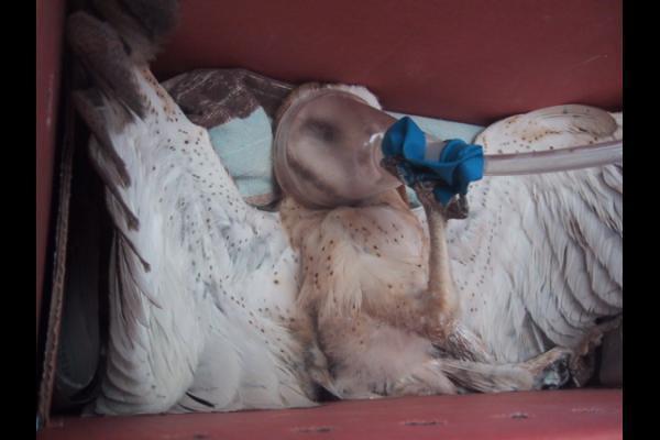 Quotes About Animal Euthanasia. QuotesGram