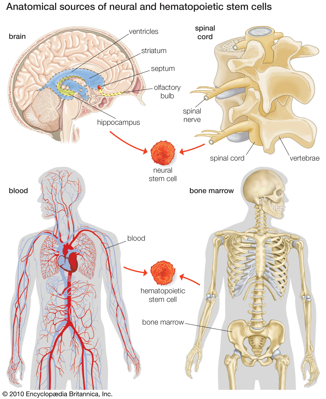 stem-cells-quotes-quotesgram