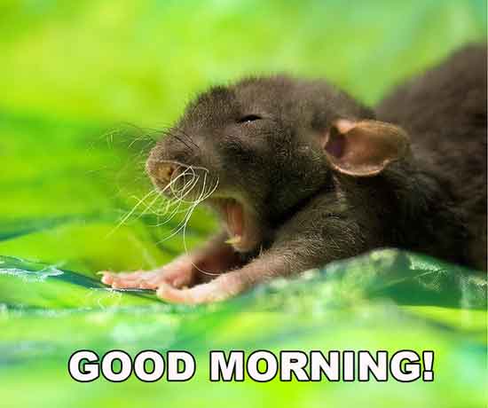 Featured image of post Good Morning Quotes With Animal Pictures