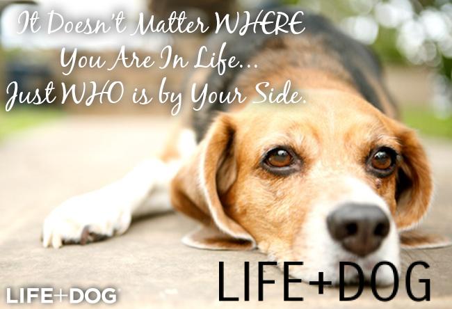 Quotes About Dogs Passing. QuotesGram