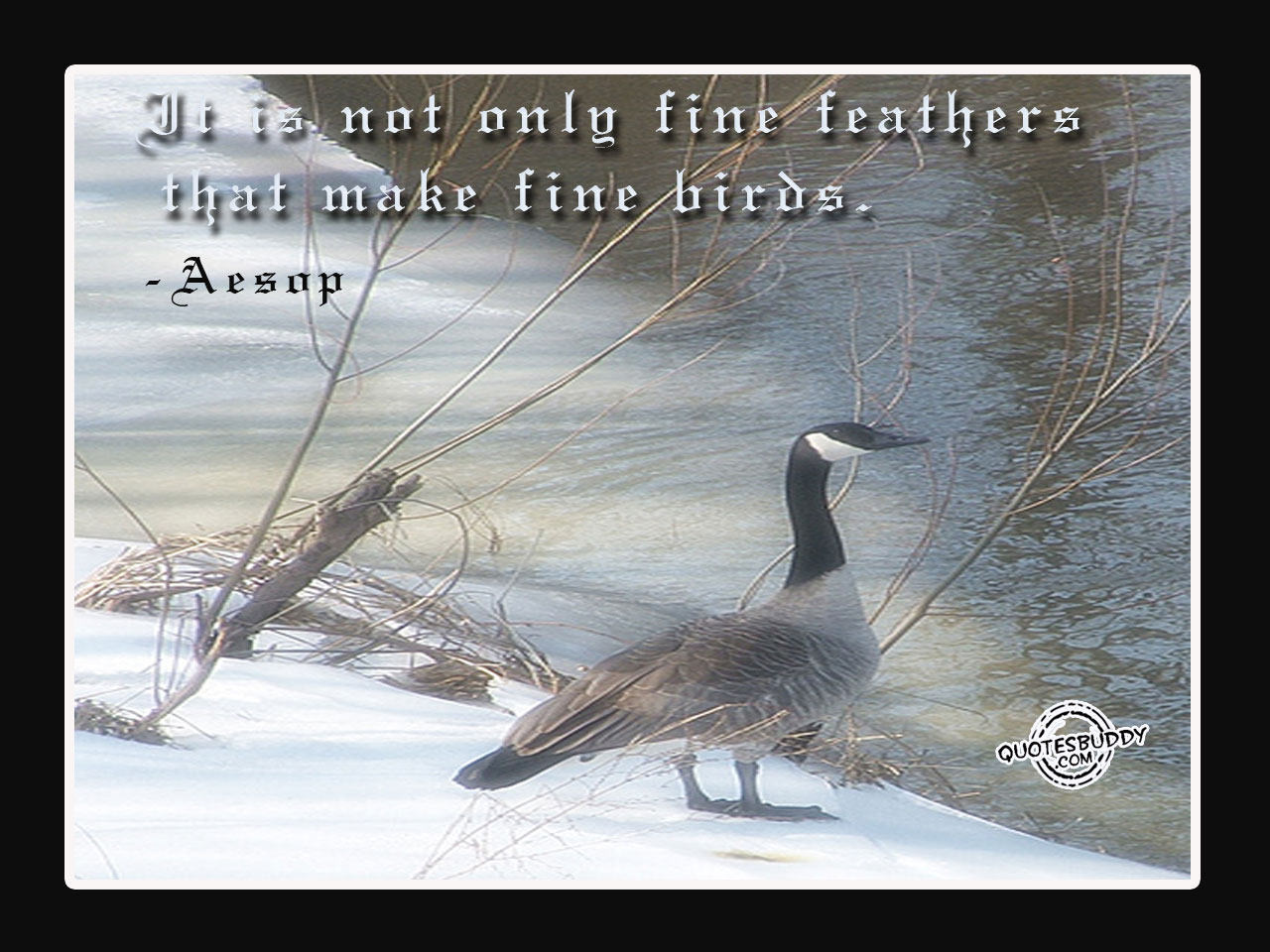 Bird Flying Quotes. QuotesGram