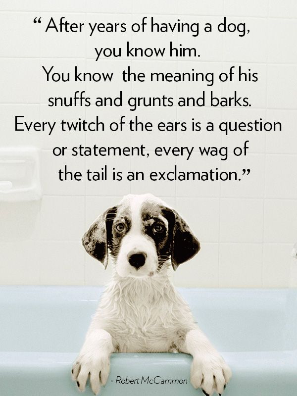 Quotes About Loving Your Dog. QuotesGram