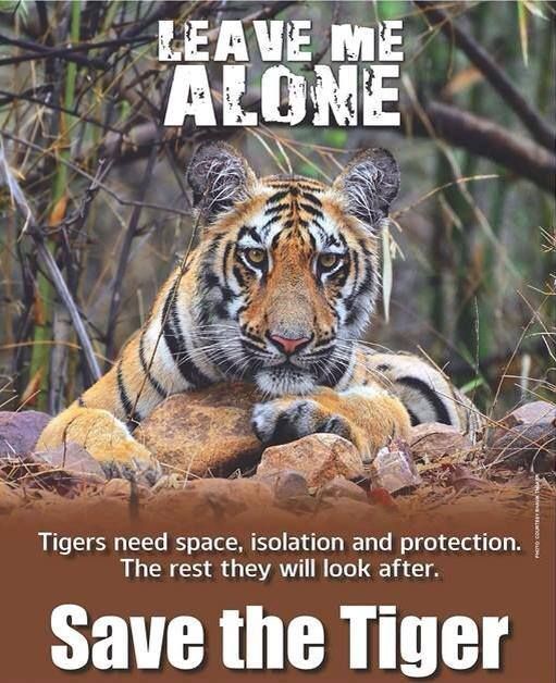 Save Tiger Quotes. QuotesGram