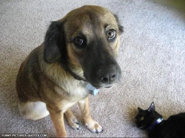 A Feline’s Legacy