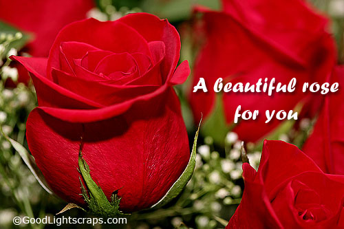 Red Roses And Friendship Quotes. QuotesGram