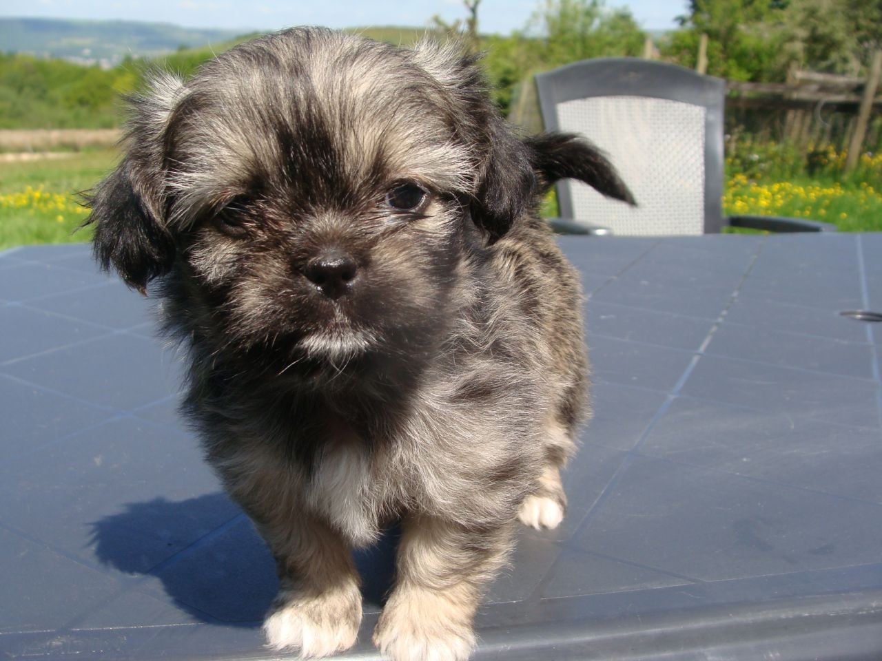shih tzu mix puppies for sale