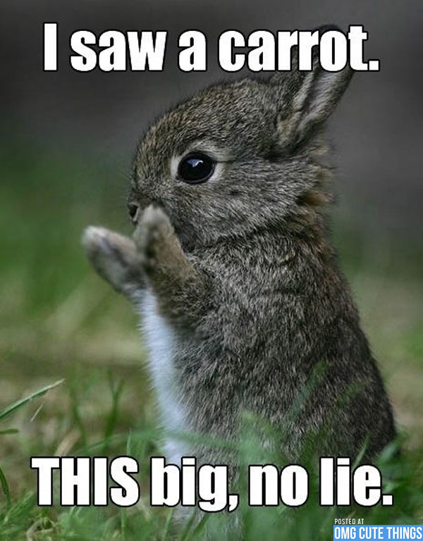 Bunnies With Baby Cute Funny Quotes Quotesgram