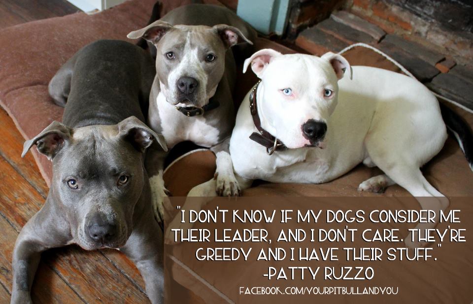 Pitbull Dog Quotes And Sayings. QuotesGram